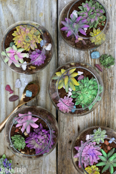 Overhead view of 5 Edible Terrariums.