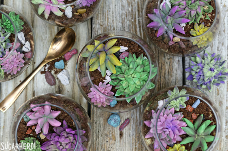 Edible Terrariums - overheat shot of assorted edible terrariums with fondant succulents | From SugarHero.com